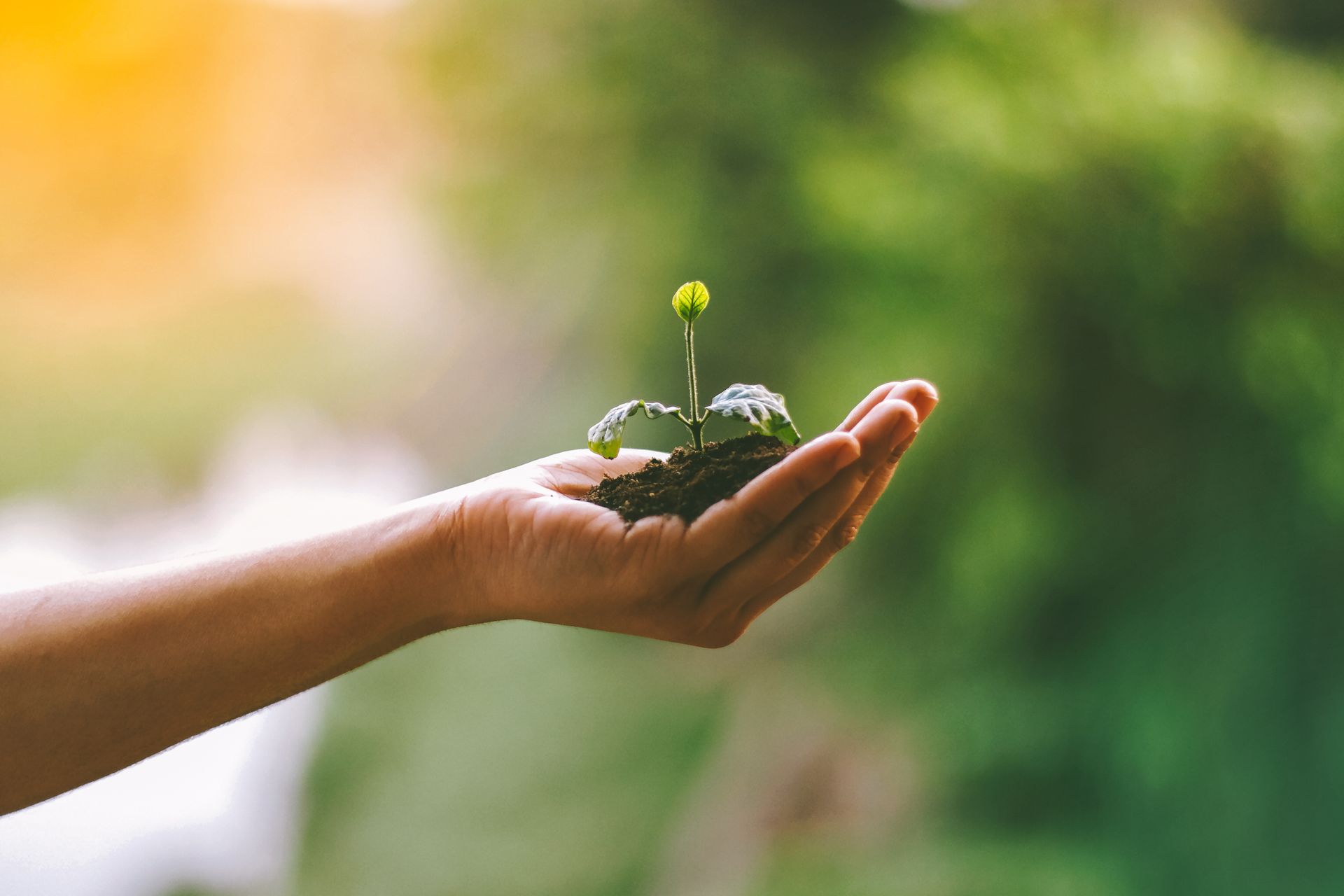 Proyecto Raíz - Cultivando el crecimiento de emprendimientos